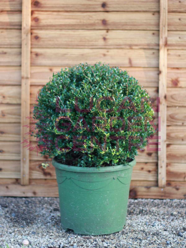 Ilex crenata 'Glory Gem' Evergreen Plants Lucan Garden Centre